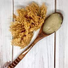 Raw Wildcrafted Gold Sea Moss